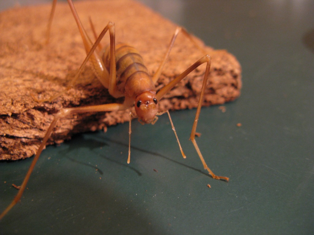 Quale Dolichopoda? Forse D.geniculata, trovata in Valtellina (SO)